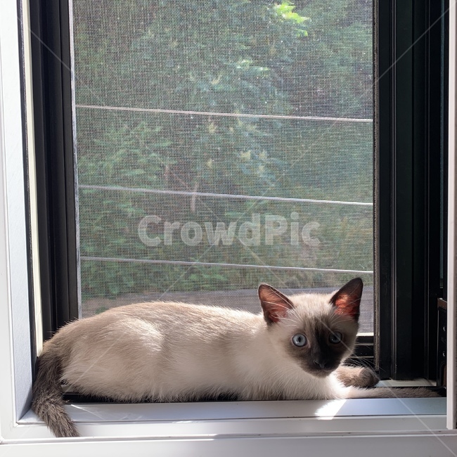 동물,고양이,반려묘,귀여워,샴