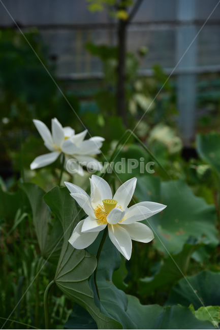 연꽃,연잎,호수,lotus,lotuses,식물,자연,plants,nature,꽃,flower