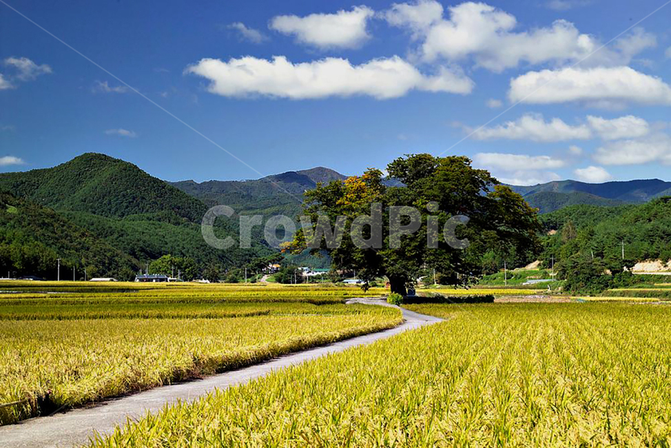 들판,고목,농촌,가을,구름,자연,풍경,nature,landscape,한국자연풍경,한국자연경관,korea nature landscape,outdoors,옥외,field,들,grassland,목초지