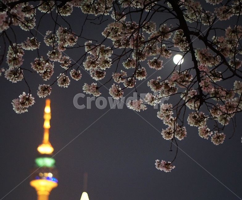 cherryblossom,flower,springflower,벚꽃,벚꽃야경,야경,밤,풍경,nightscape,night,landscape,식물,자연,plants,nature,꽃,flower