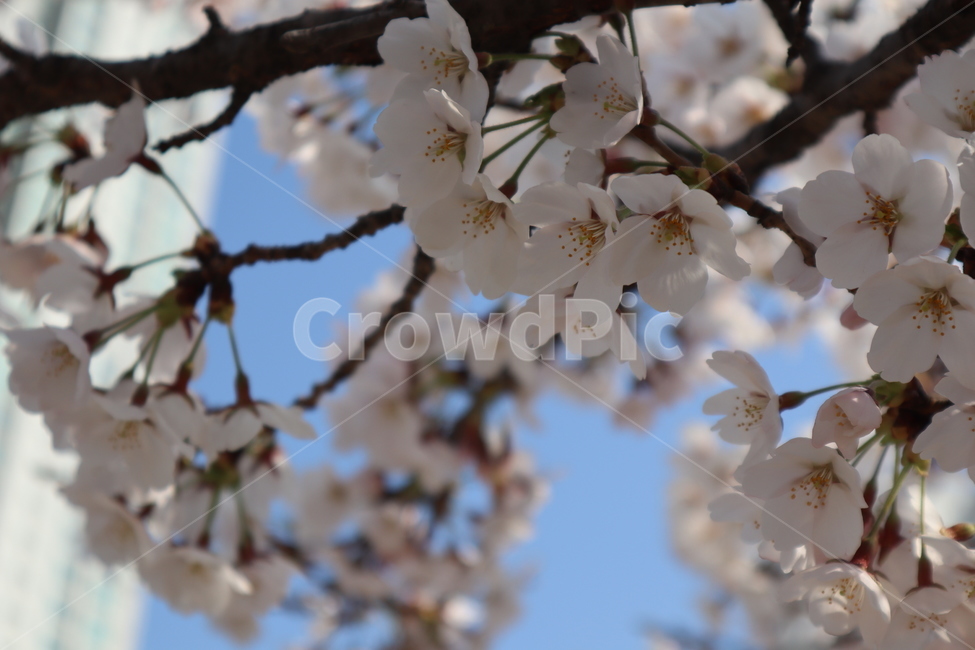cherryblossoms,꽃,봄,벚꽃,분홍꽃