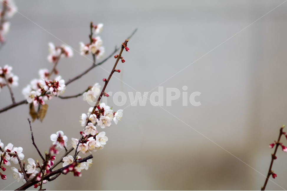 꽃,봄,겨울,매화,붉은색,분홍색,식물,자연,plants,nature,꽃,flower
