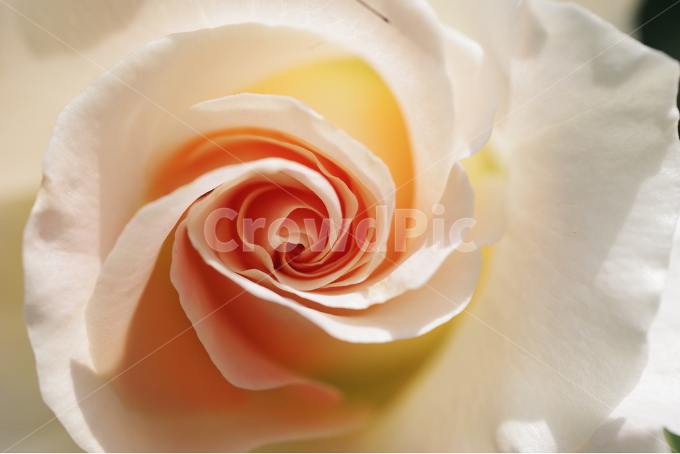 장미,꽃,장미꽃,접사,꽃송이,배경화면,여름,여름꽃,5월,flower,floral,flora,rose,petal,bloom,blossom,may,summer,식물,자연,plants,nature,꽃,flower