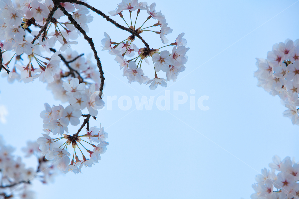 군락,산수화,동양화,봄,자연,경치,계절,봄철,벚꽃시즌,개화,벚꽃나무,벚꽃가지,가지,꽃잎,야외,시즌,꽃피다,나무가지,나뭇가지,가로수,만개,오브젝트,배경흐림,아웃포커싱,실외,봉오리,꽃봉오리,흰색,벚나무,봄꽃,꽃배경,벚꽃잎,나무줄기,flower,blossom,cherryblossom,꽃,벚꽃,하늘,푸른하늘,plant,식물,tree,나무
