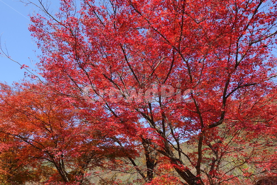 단풍,단풍나무,maple,가을,산,나무,tree,가을,계절,fall,autumn,season