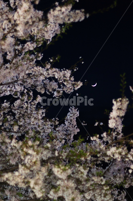 벚꽃,밤벚꽃,초승달,벚꽃야경,풍경,야간벚꽃,꽃,달,봄,계절,spring,season,야경,밤,풍경,nightscape,night,landscape,plant,식물,flower,cherry blossom,blossom