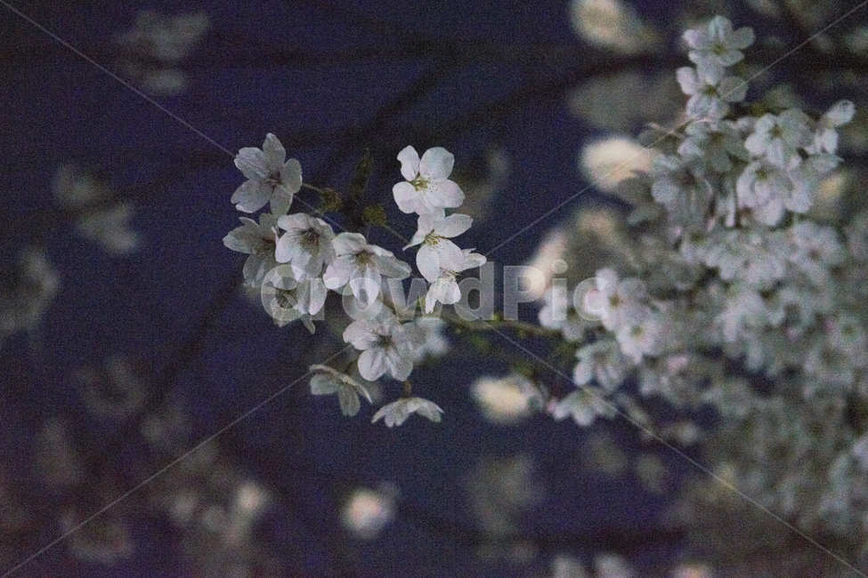 벚꽃,벚꽃축제,봄,밤벚꽃,flower,감성