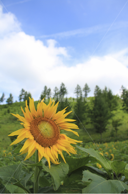 plant,식물,flower,꽃,blossom,해바라기,sunflower,노란,초록,노랑,파랑,파란,yellow,green,blue,하늘,구름,cloud,sky,식물,자연,plants,nature,꽃,flower