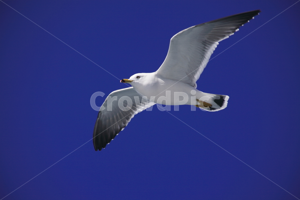 갈매기,바다새,대형조류,commongull,mewgull,laruscrassirostris,괭이갈매기,동물,animal,조류,새,birds