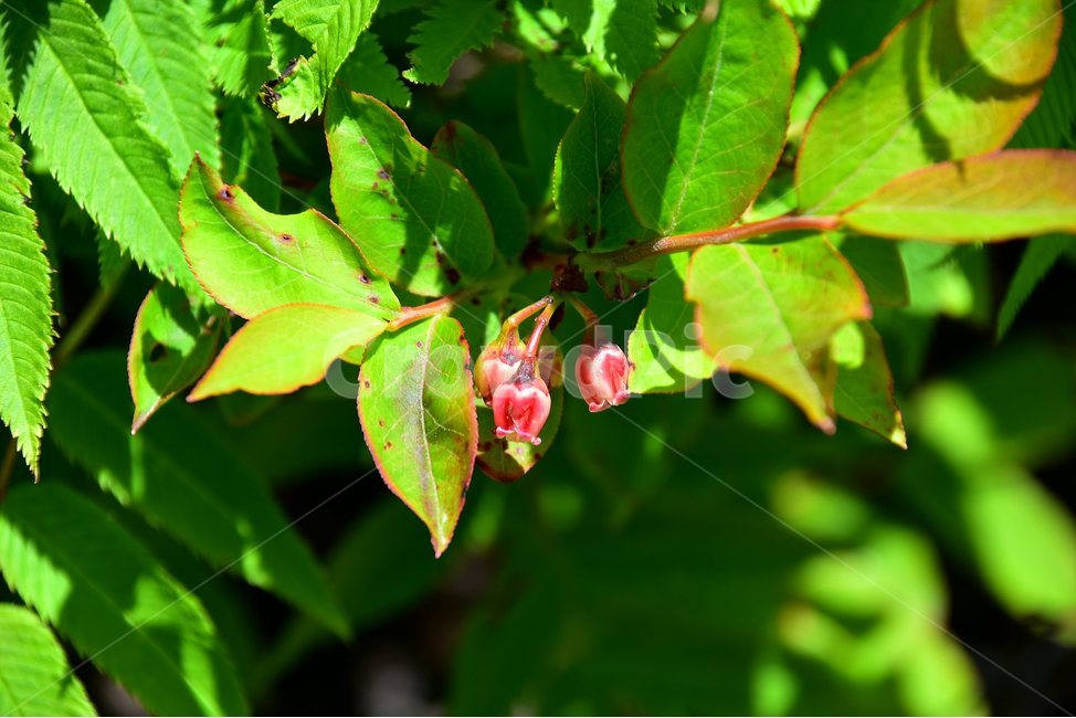 산앵도나무,야생화,꽃,식물,자연,생태,플라워,flower,plants,nature,식물,자연,plants,nature,꽃,flower