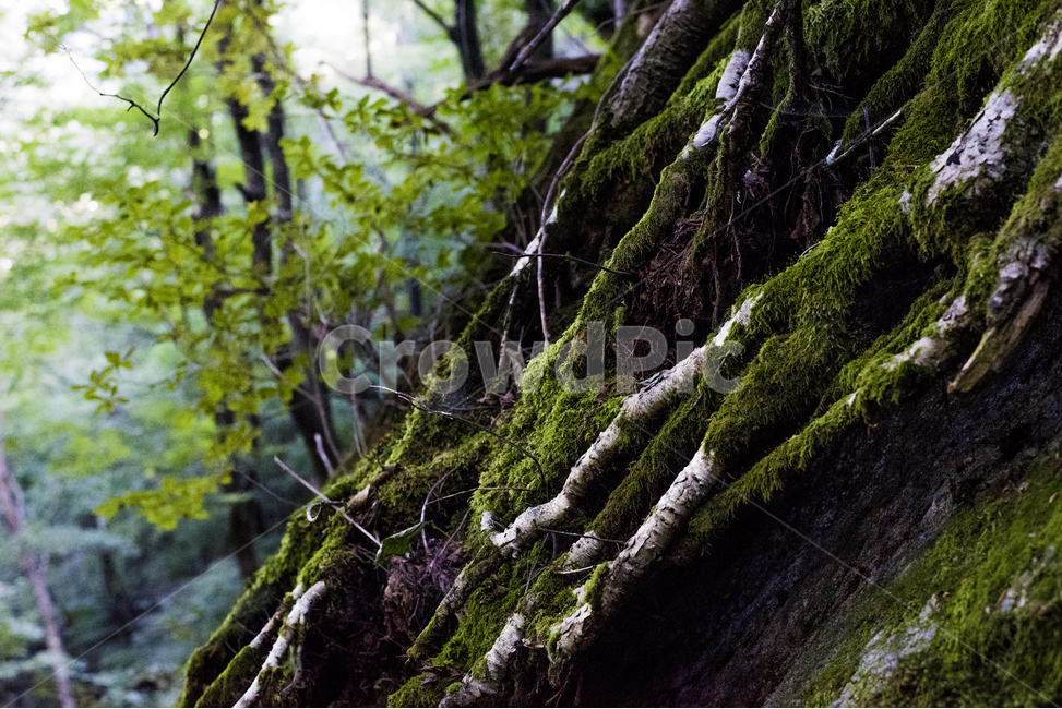 나무,숲,풍경,산,자연,식물,자연,plants,nature,휴식,힐링,rest,relaxation,healing