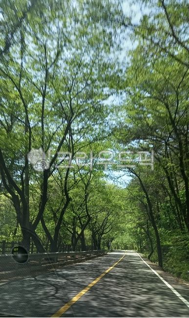 도로,나무,작은숲,삼림지,tree,초목