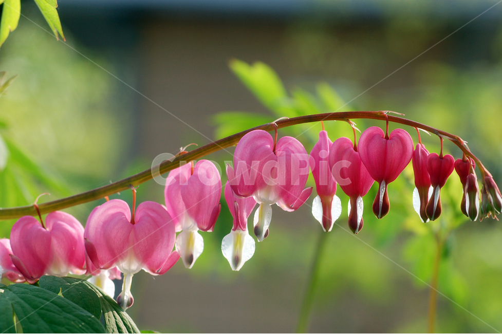 pink,nature,bleeding heart flower,bleeding heart,spring flower,branch,heart shape,flower,wildflower,petal,background,plant