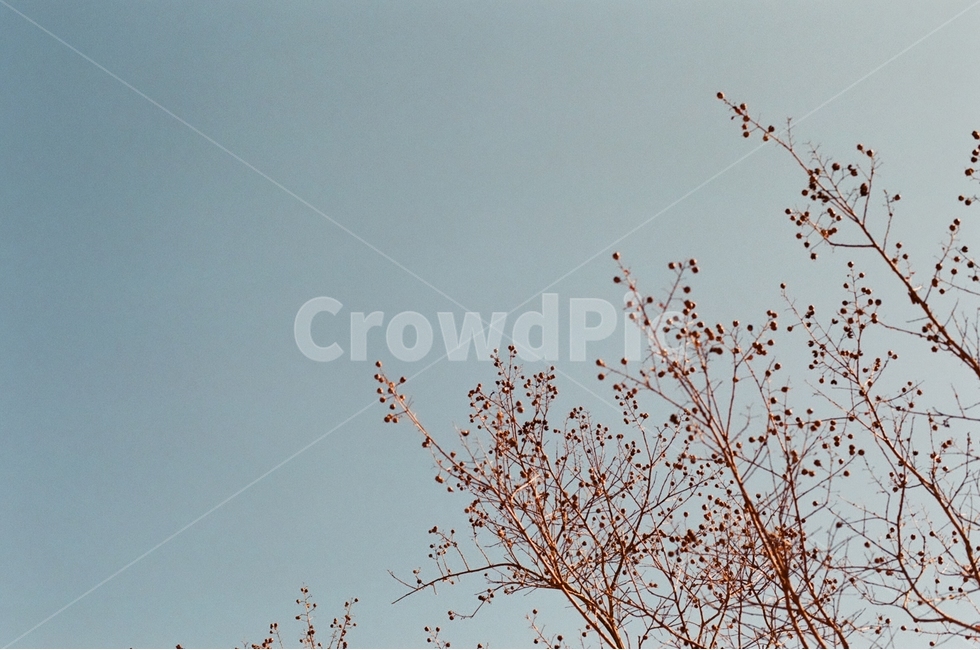 나무,하늘,초점,감성,가을,자연풍경,자연,감정,landscape,feeling,emotion,식물,자연,plants,nature,나무,trees,wood,감성,sensible,feeling