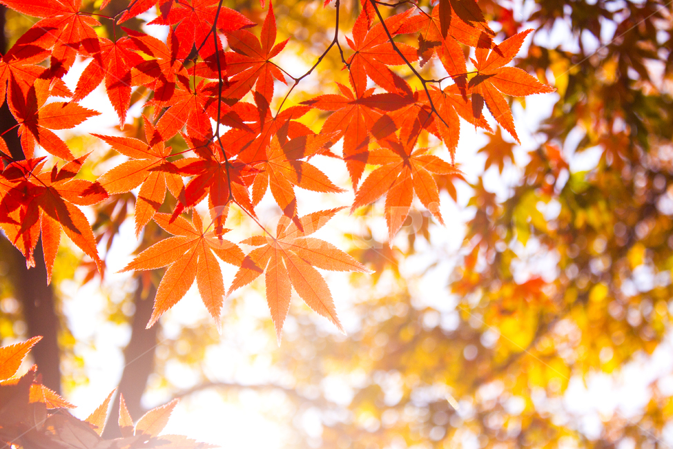 가을,나들이,풍경,단풍,계절,배경,백그라운드,다울,나뭇잎,잎,가을,계절,fall,autumn,season,식물,자연,plants,nature,휴식,힐링,rest,relaxation,healing,plant,leaf,tree,나무,maple