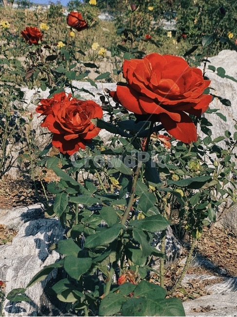 flower,꽃,rose,장미,plant,식물,식물,자연,plants,nature
