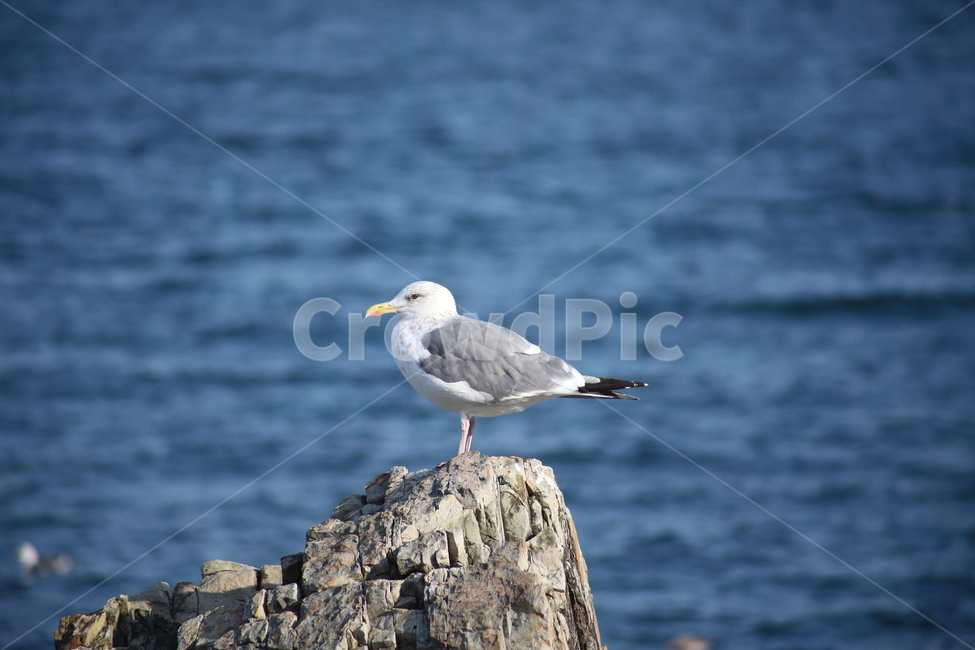 갈매기,바다새,대형조류,commongull,mewgull,동물,animal,조류,새,birds