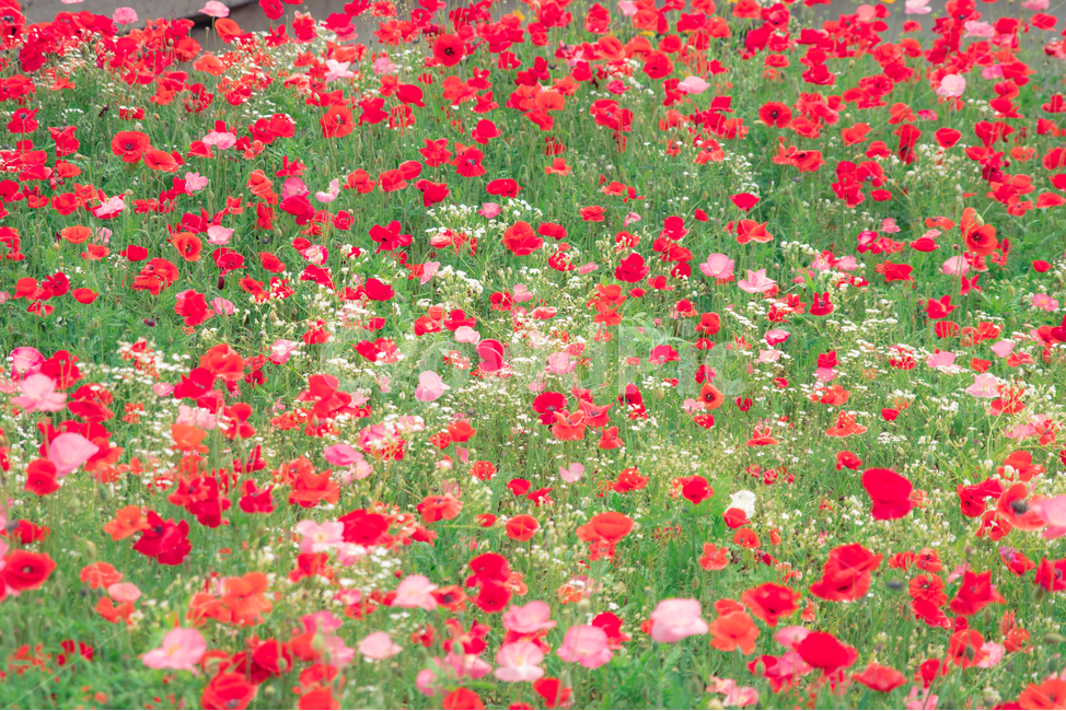 양귀비,양귀비꽃,꽃,flower,red,pink,식물,자연,plants,nature,꽃,flower