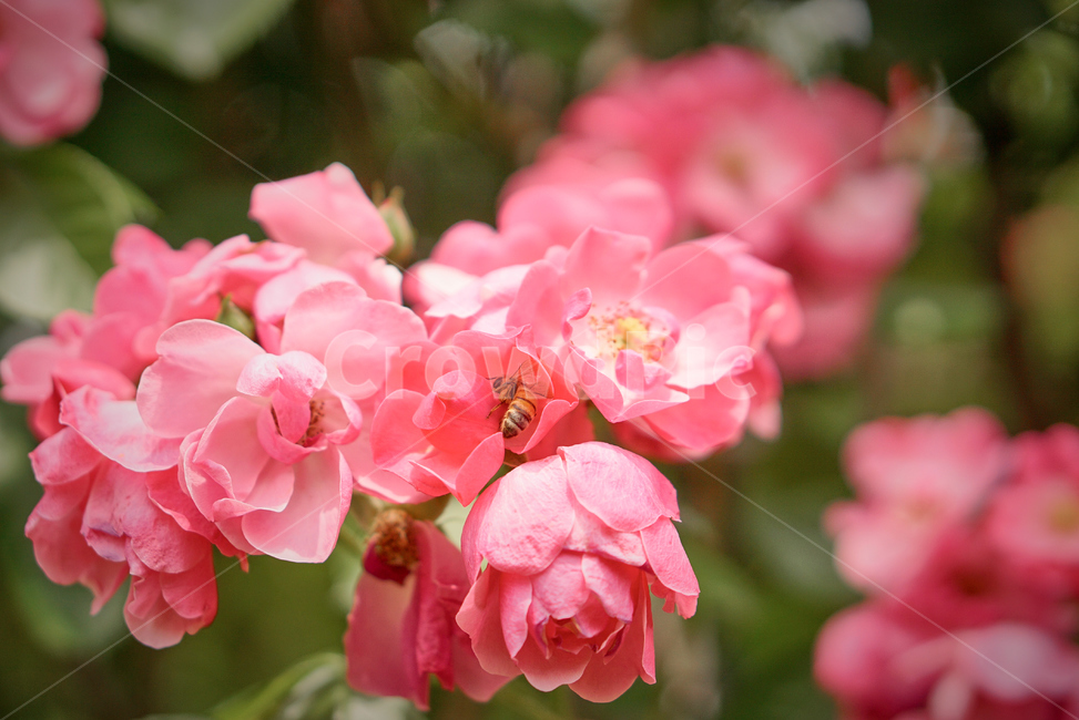 장미,꽃,접사,생화,화분,plant,nature,flower,초접사,rose,bee,곤충,insect,Pinkflower,분홍장미,분홍꽃,pinkrose