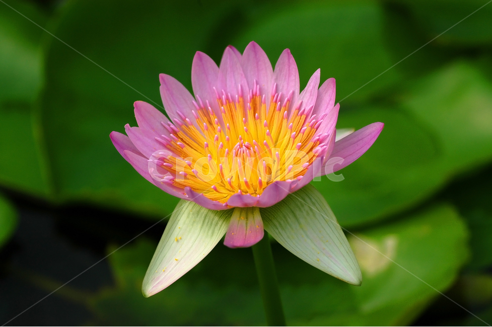 수련,연꽃,연잎,연못,꽃,플라워,식물,자연,한송이,꽃잎,식물,자연,plants,nature,꽃,flower