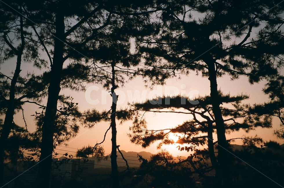 노을,나무,자연,밤,sunset