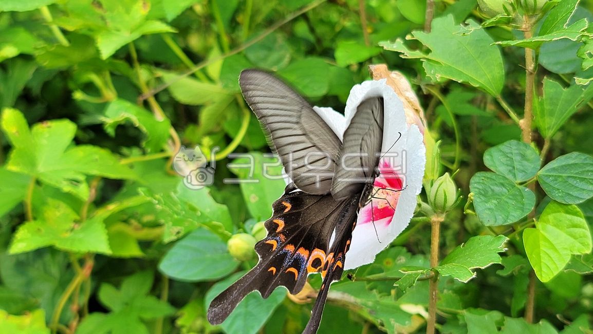 나비,호랑나비,무궁화,꽃,식물,butterfly,tigerswallowtail,mugunghwa,bibiscus,flower,plant