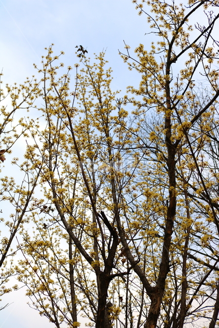 산수유,꽃,산수유꽃,나무,식물,노란꽃,노란색,노란색꽃,층층나무,꽃나무,층층나무과,낙엽수,활엽수,봄,봄꽃,계절,자연