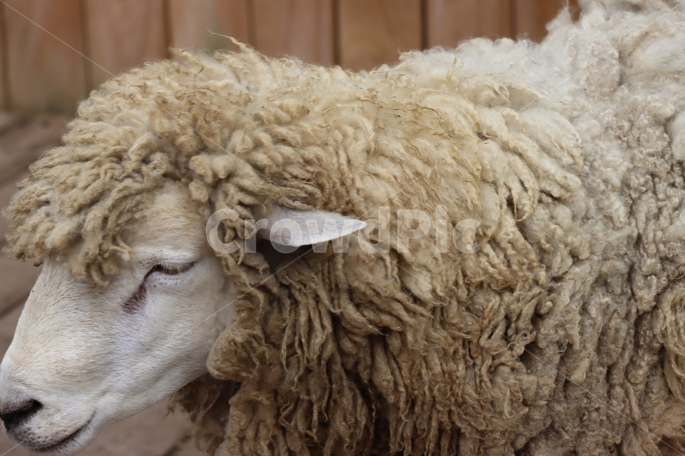 양떼목장,양,목장,동물,animal,sheep,동물,animal,포유류,mammal