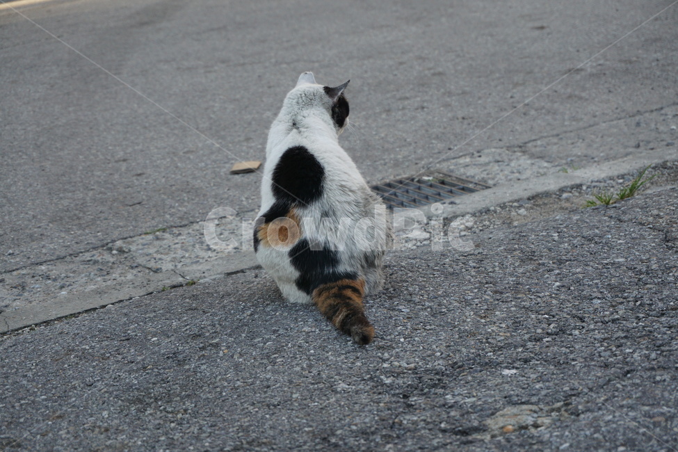 길고양이,고양이,길냥이,동물,뒷모습,삼색이,동물,animal,포유류,mammal,고양이,cat,kitten,kitty