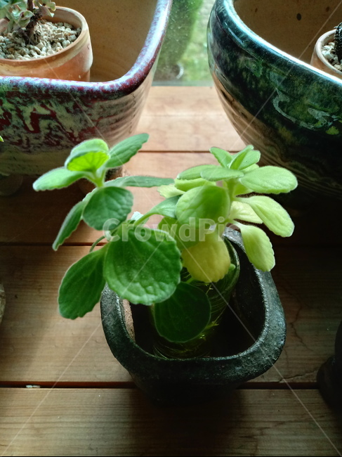 식물,소품,장식용,화분,plant,leaf,잎,도기류,식물,자연,plants,nature