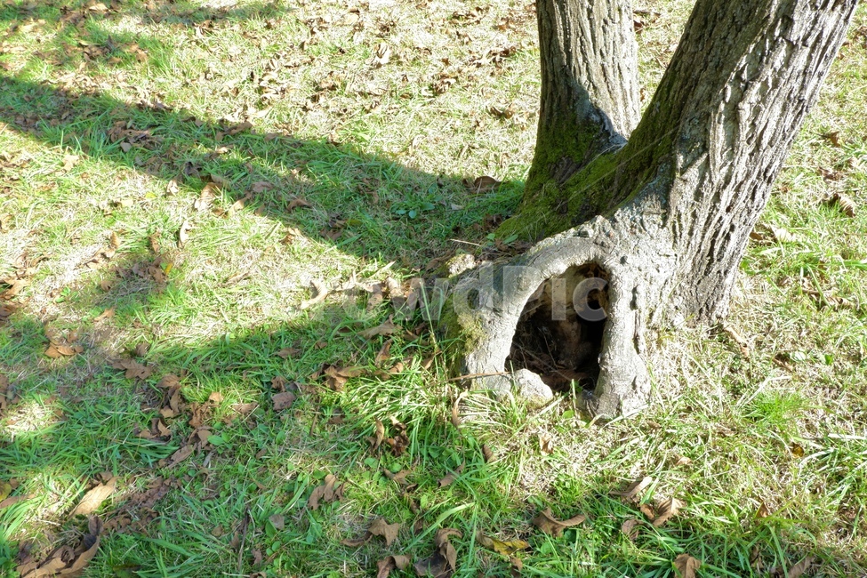 이상한나라의앨리스,나무굴,나무,굴,잔디,잔디밭,초록,구멍,hole,tree,nature,자연,식물,자연,plants,nature