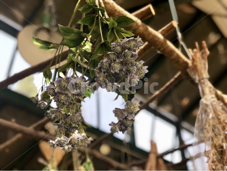 테라스,햇빛,꽃다발,오후,꽃,식물,자연,plants,nature,꽃,flower