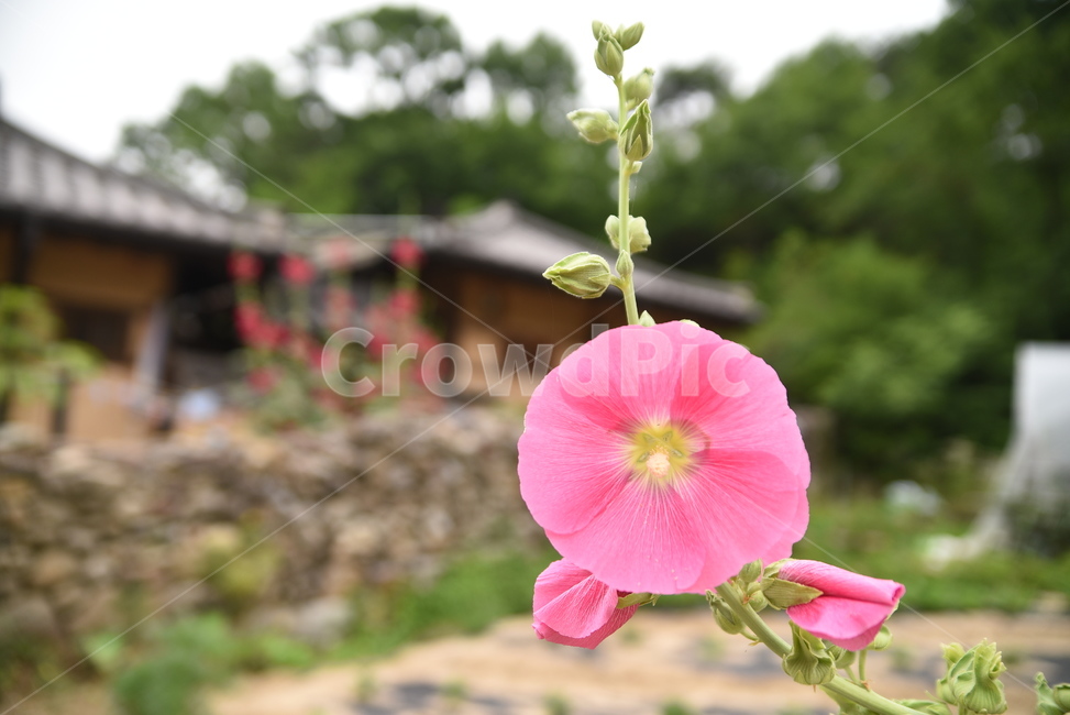 꽃,flower,무궁화,식물,plant