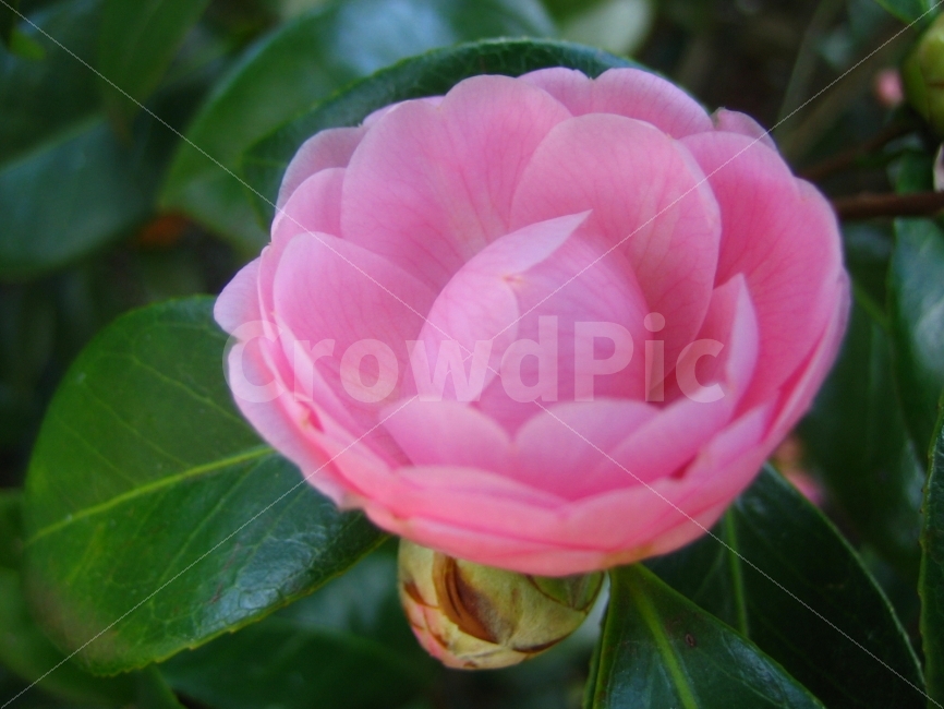 꽃,식물,분홍빛,순수,고고,식물,자연,plants,nature,꽃,flower