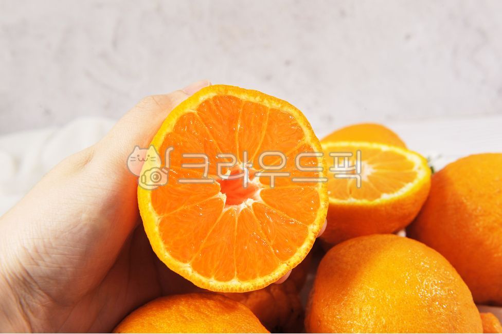 fruit,한라봉,제주한라봉,감귤,과일,food,감귤류과일,음식,과일,열매,fruit