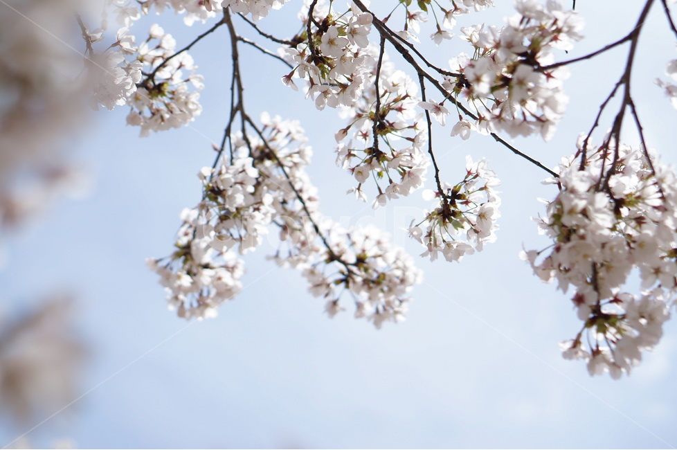 벚꽃,흰색,풍경,하늘,파랑,봄,봄,계절,spring,season,식물,자연,plants,nature,꽃,flower,plant,blossom