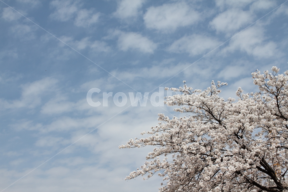풍경,자연,벚꽃,봄,경치,꽃나무,봄꽃,봄,계절,spring,season,plant,식물,flower,꽃,blossom