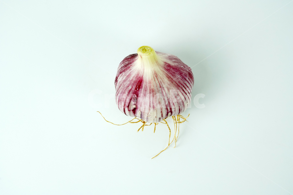 마늘,음식,식품,요리재료,음식재료,식재료,양념,한식,통마늘,재료,농작물,음식,식재료,요리,food,cook,meal,dishes,food reserves