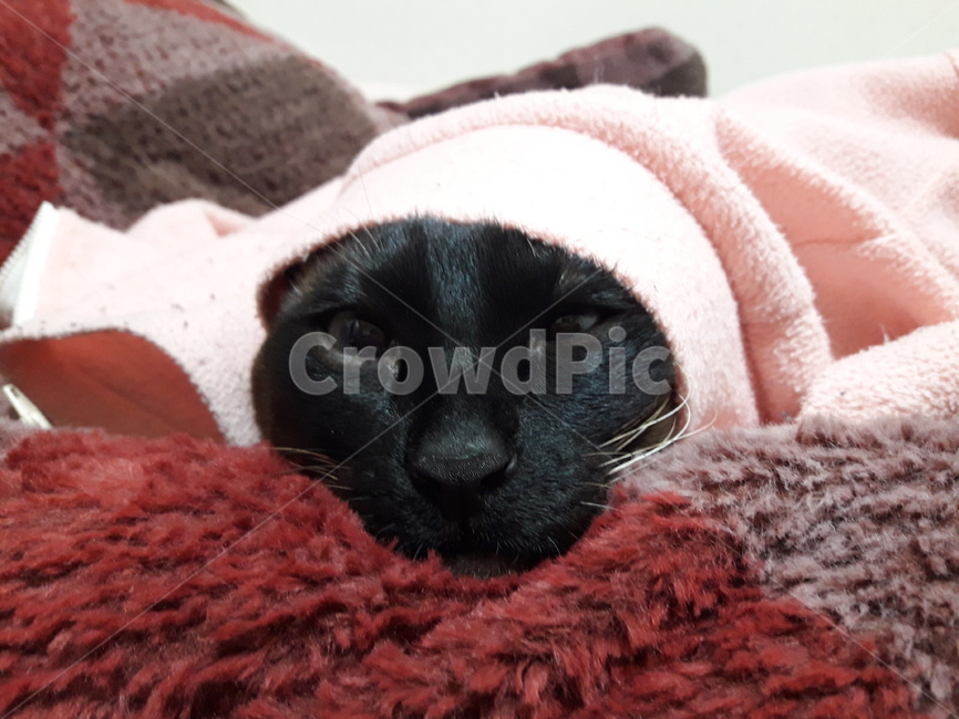 고양이,샴,반려묘,cat,샴고양이,반려동물,개냥이,동물,냥이,냐옹이,동물,animal,포유류,mammal,고양이,cat,kitten,kitty