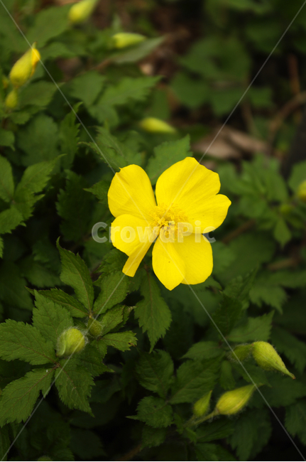 식물,plant,자연,nature,꽃,flower,봄,spring,계절,식물,자연,plants,nature,꽃,flower