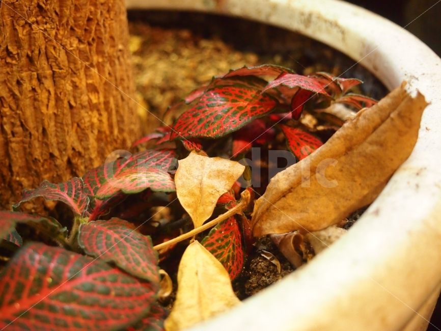 풍경,사진,나뭇잎,가을느낌,가을풍경,가을사진,식물,자연,plants,nature,가을,계절,fall,autumn,season,plant,leaf,잎