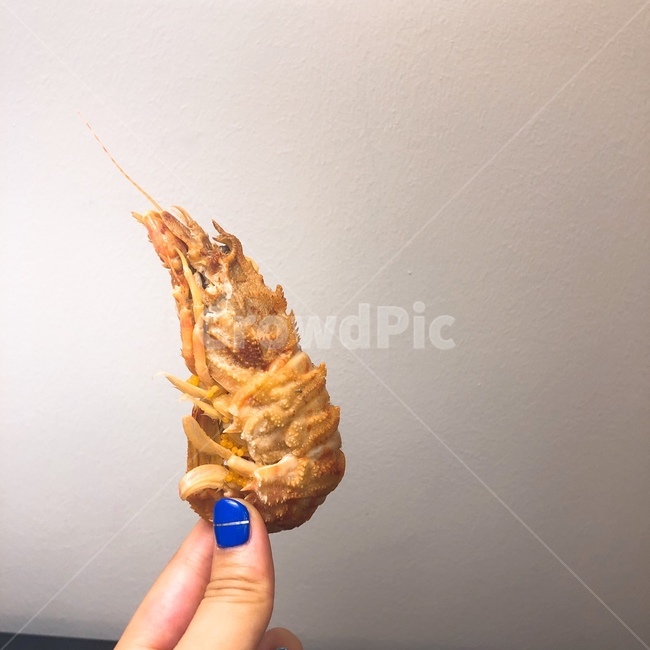 곰새우,딱새우,음식,새우,해물