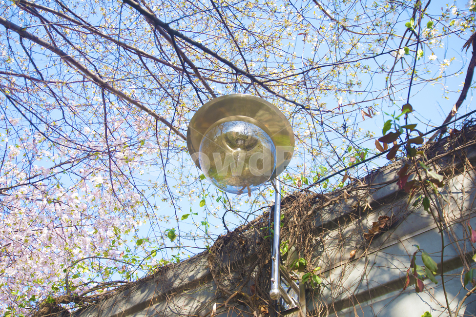 봄,꽃,하늘,계절,벚꽃,봄,계절,spring,season,식물,자연,plants,nature