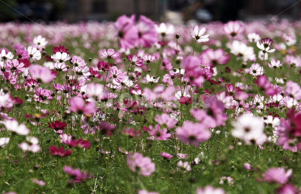 코스모스,꽃,식물,가을,계절,감성,자연,가을,계절,fall,autumn,season,식물,자연,plants,nature,꽃,flower,blossom,geranium,제라늄,plant