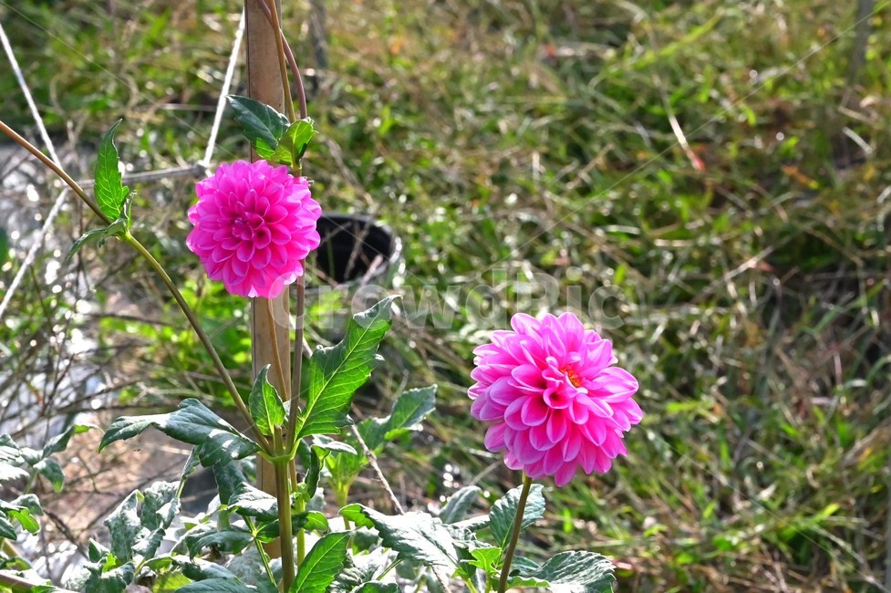달리아,plant,꽃,dahlia,blossom,식물,자연,plants,nature,꽃,flower