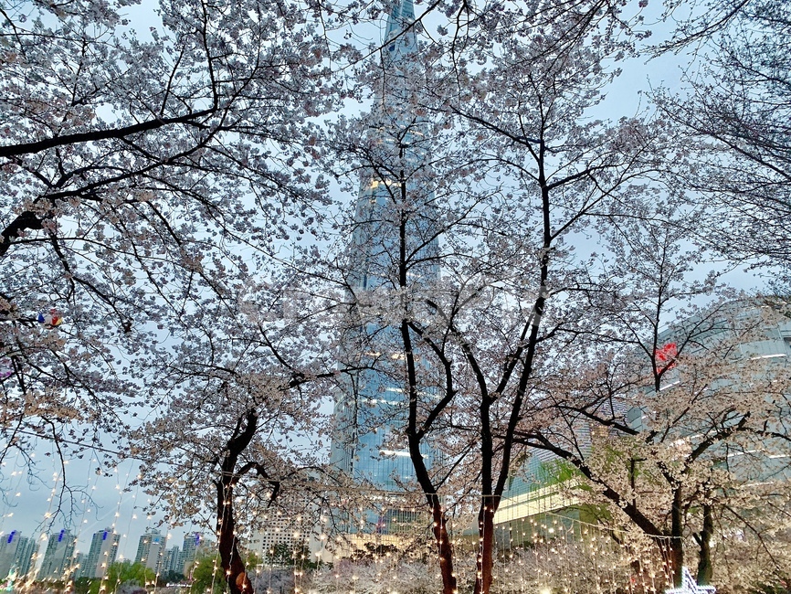 잠실,석촌호수,벚꽃,벚꽃축제,야경,한국도시풍경,night,landmark,한국명소,한국관광지,봄,경치,봄,계절,spring,season,도시,풍경,city,landscape,한국도시풍경,한국도시경관,korea cityscape,랜드마크,landmark,tourist attraction,한국랜드마크,한국관광지,한국명소,korea landmark,korea tourist attraction,tree,나무,plant,식물