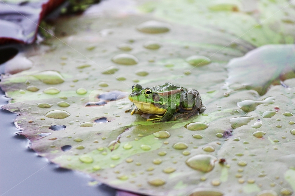 개구리,동물,파충류,양서류,연못,자연,frog,agoldenfrog,animal,amphibians,reptiles,금개구리,seoulpondfrog,야생생물,동물,animal,파충류,양서류,reptile,amphibian