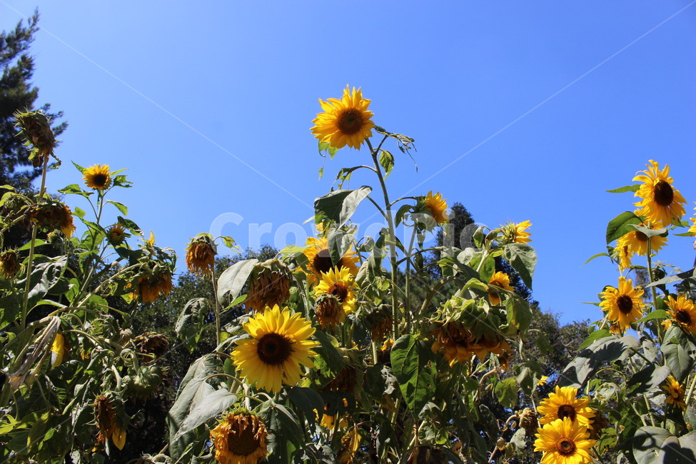 해바라기,꽃,식물,sunflower,plant