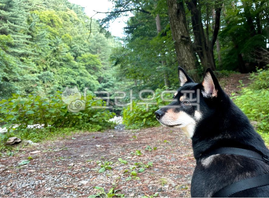 강아지,계곡반려동물,시바견,검정시바,블랙탄시바
