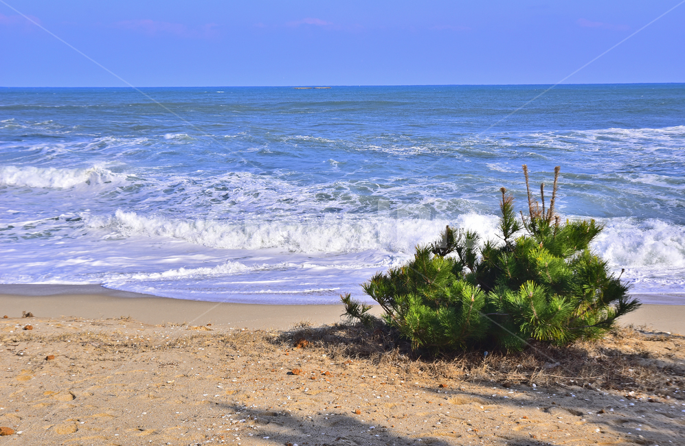바닷가,파도,바다,동해바다,소나무,해안가,모래밭,sandybeach,coast,seashore,seaside,한국자연풍경,풍경,landscape,모래사장,해수욕장,나무,해송,푸른하늘,포말,바다풍경,물,background,백그라운드,배경,바탕,옥외,야외,outdoor,healing,nature,자연,ocean,water,자연,풍경,nature,landscape